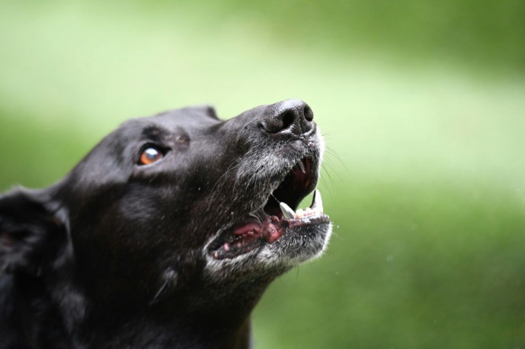 After a nationwide lockdown in South Africa, five staff members at an animal shelter decided to move in to prevent the dogs, cats and horses from being abandoned