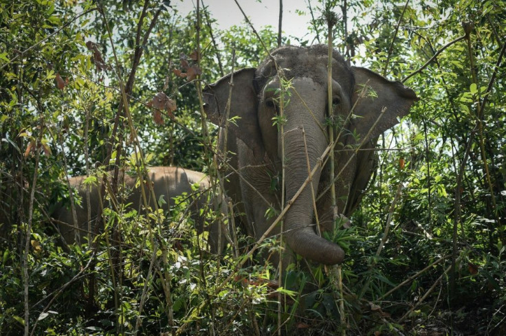 There are an estimated 2,000 elephants used in Thailand's lucrative tourism sector