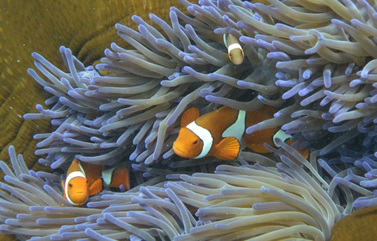 BleachingÂ occurs when healthy corals become stressed by changes in ocean temperatures