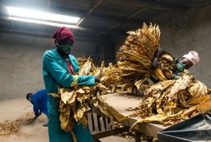 Workers wearing facemasks grade tobacco leaves at a farm in Bromley, eastern Zimbabwe