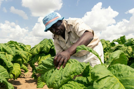 Harvest: Farm manager Shaw Mutalepo inspects tobacco leaves for ripeness