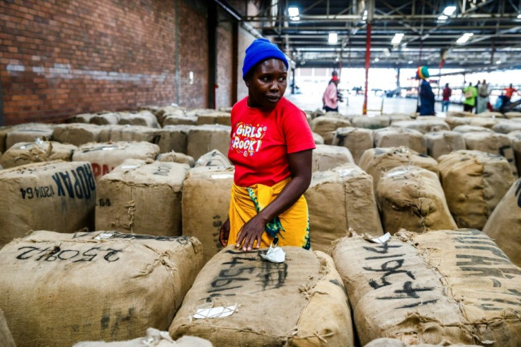 A farmer looks for her bales and compares prices at the official opening of last year's tobacco sales