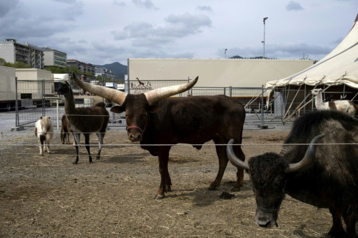 Animals the "Circo Millennium" stand in a pen at fairgrounds in Savona, northwestern Italy, during a strict lockdown in the country to fight the novel coronavirus.