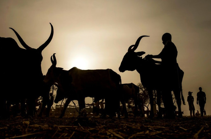 An udder way of paying: Chad is reimbursing its debt to Angola with cattle