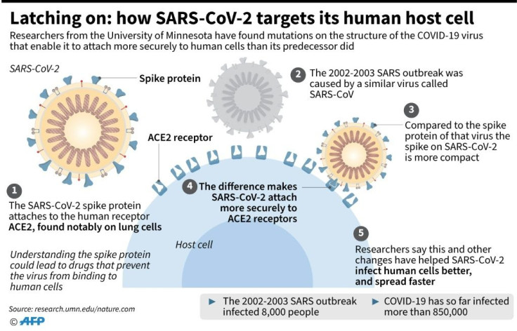 Graphic showing how the virus that causes COVID-19 is effective in attaching to human cells