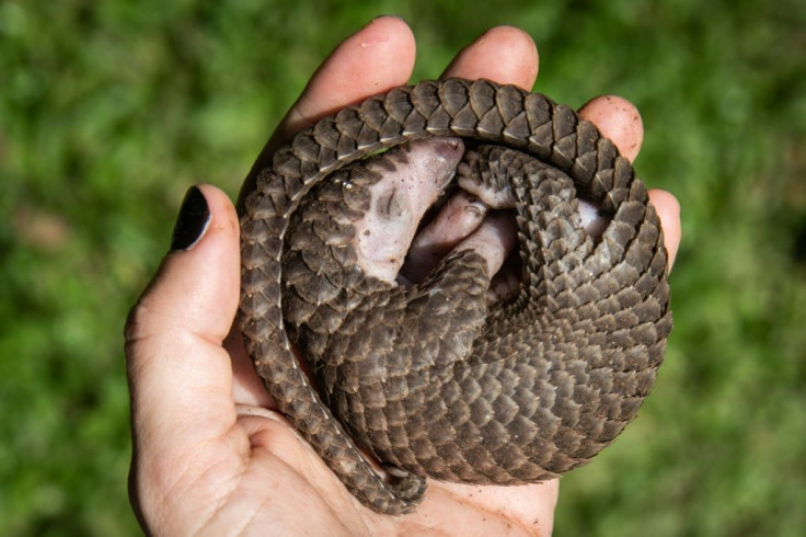 Scientists say the novel coronavirus likely came from bats and may have been passed on via pangolins