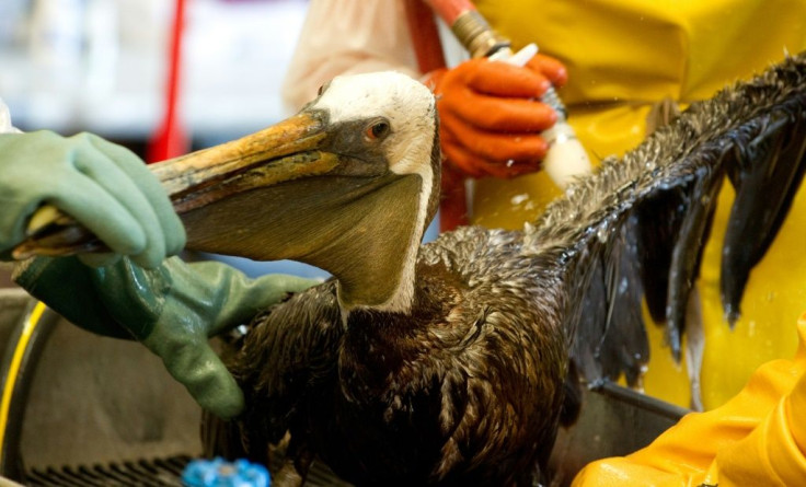 In this file photo taken on June 08, 2010, veterinarians clean an oil-covered brown pelican found off the Louisiana coast and affected by the BP