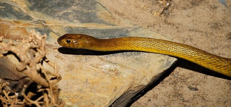 Wild footage shows snake slithering around toilet