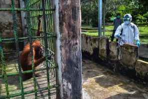 An Indonesian official sprays disinfectant at the Kasang Kulim zoo in Riau province, Indonesia, where Bornean orangutans are among animals facing starvation because of a lack of zoo visitors
