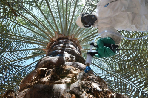 An Abu Dhabi government worker injects a date palm to combat the destructive red weevil