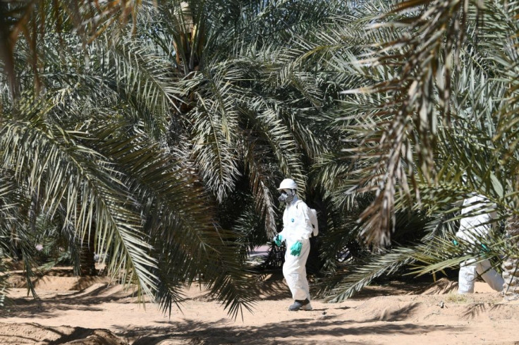 Red weevils, which can kill infested palms, cause millions of dollars in damages annually