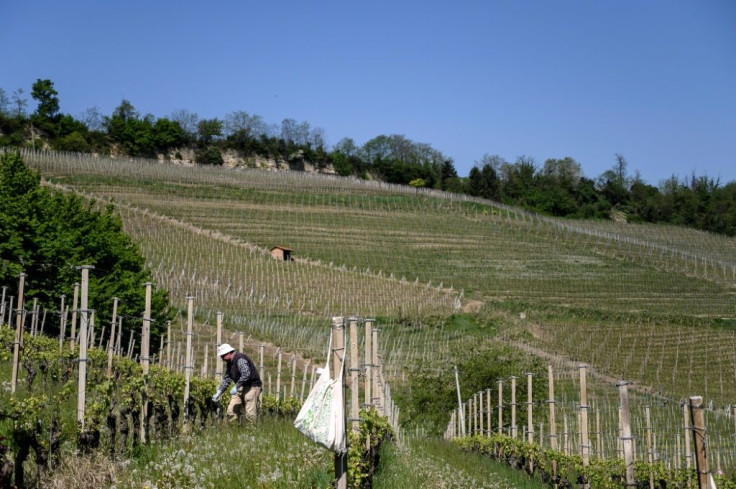 Such is the impact of the virus, Italy is considering turning some of its lowest quality wine into disinfectant