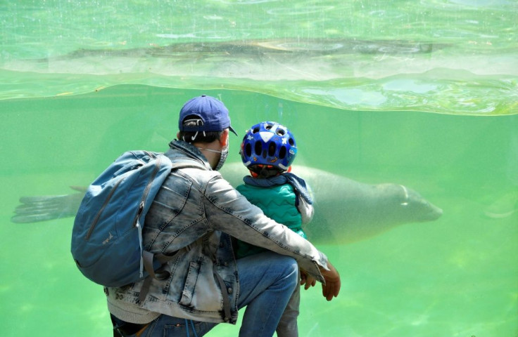 A man wearing a face mask and his child observe a California Sea Lion at Berlin's Zoo as it partially reopens for the public