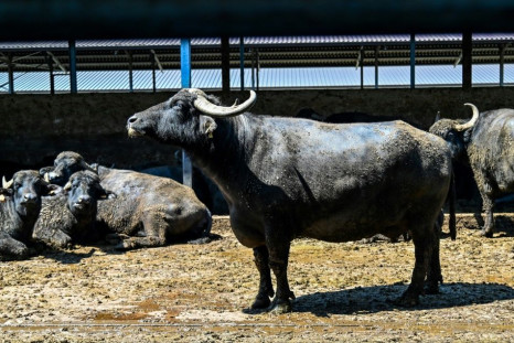 The milk of black buffaloes is used to make mozzarella cheese