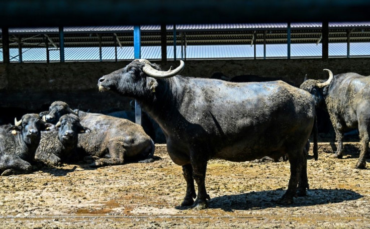 The milk of black buffaloes is used to make mozzarella cheese