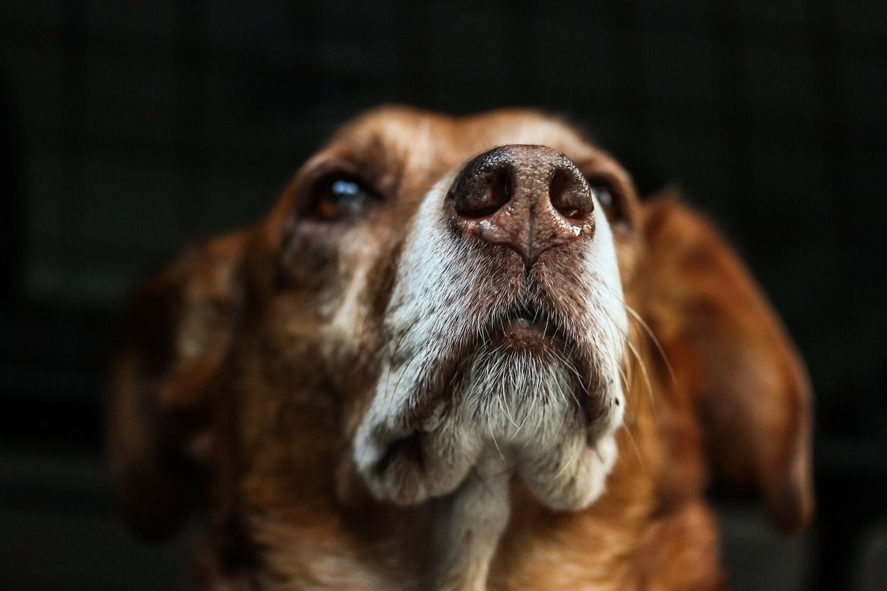 Dogs Are Trained To Sniff Out Coronavirus In Pennsylvania And UK | IBTimes