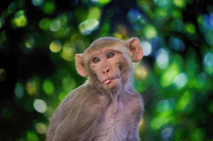 6 monkeys given an experimental drug by oxford didn't get coronavirus even after heavy exposure