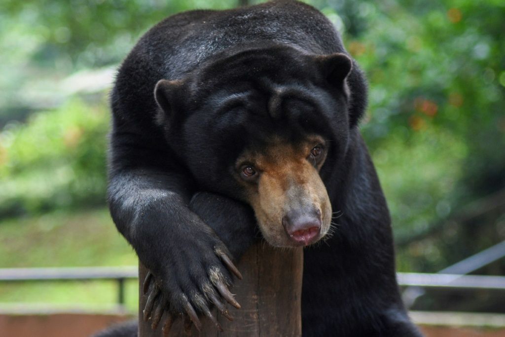 Virus Pushes Indonesia Zoo Animals To Brink Of Starvation | IBTimes