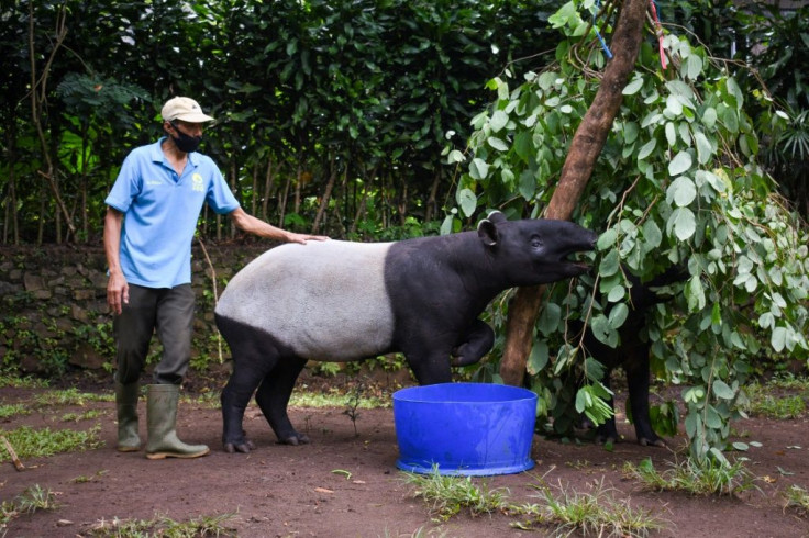 Zoo keepers have taken up the task of collecting grass and plants to boost food stocks for giraffes and other herbivores