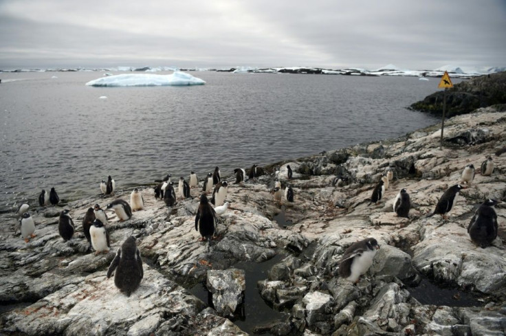 Gentoo penguins will be the Ukrainians' near neighbours for the next 12 months at the Vernadsky research base