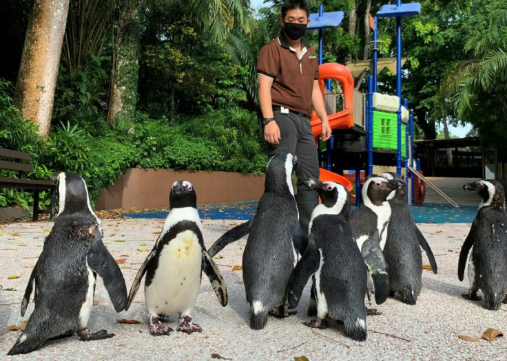 With the zoo closed to the public as Singapore battles a worsening virus outbreak, its African penguins are revelling in the chance to do some exploring
