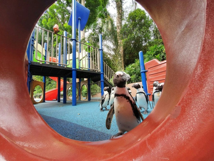 Their keepers have begun taking the birds on outings around the complex