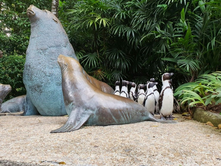 The zoo says the workout strengthens the creatures' leg muscles and helps them navigate new environments