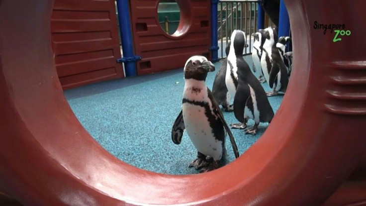 Penguins in Singapore zoo are regularly being taken out for walks around the deserted zoo during the city-state's partial coronavirus lockdown