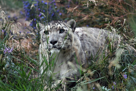 A snow leopard in Kyrgyzstan. As few as 4,000 of the big cats could be left in the high mountains of Asia according to the World Wildlife Fund