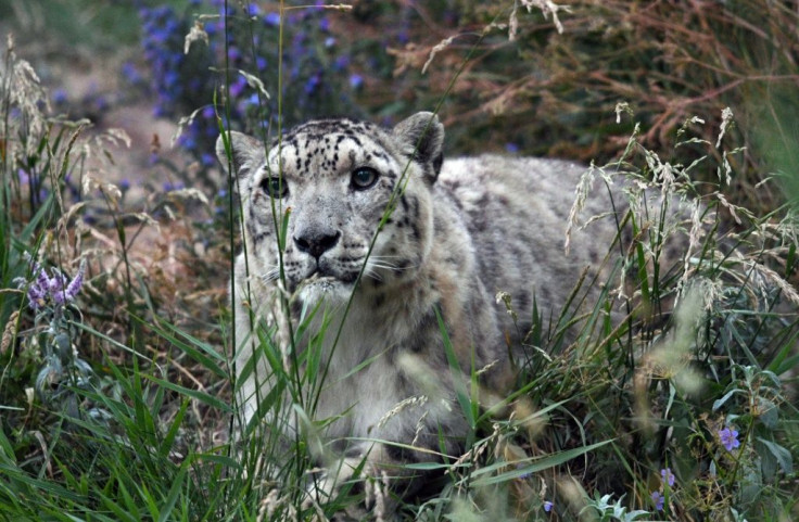 A snow leopard in Kyrgyzstan. As few as 4,000 of the big cats could be left in the high mountains of Asia according to the World Wildlife Fund