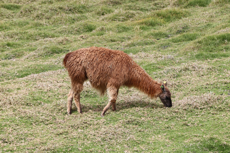 Llama_in_Ecuador