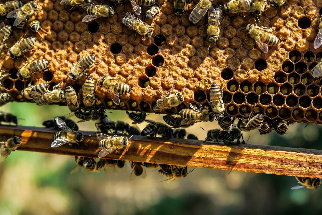 Murder Hornets Update: Japanese Honeybees Defend Themselves By 'Cooking ...