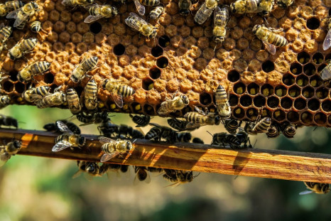 Japanese honeybees defend themselves from murder hornets by cooking them