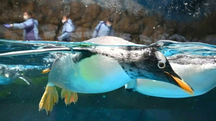 Penguins at Hong Kong's Ocean Park stay cool and fed during the coronavirus pandemic, as keepers work to ensure they are kept healthy and entertained without the usual drove of park visitors. Duration:01:16Ocean Park has been closed for more than two mo