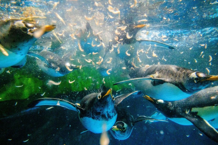 Because of the pandemic, Ocean Park carers have split into two teams working three-day shifts to look after the penguins