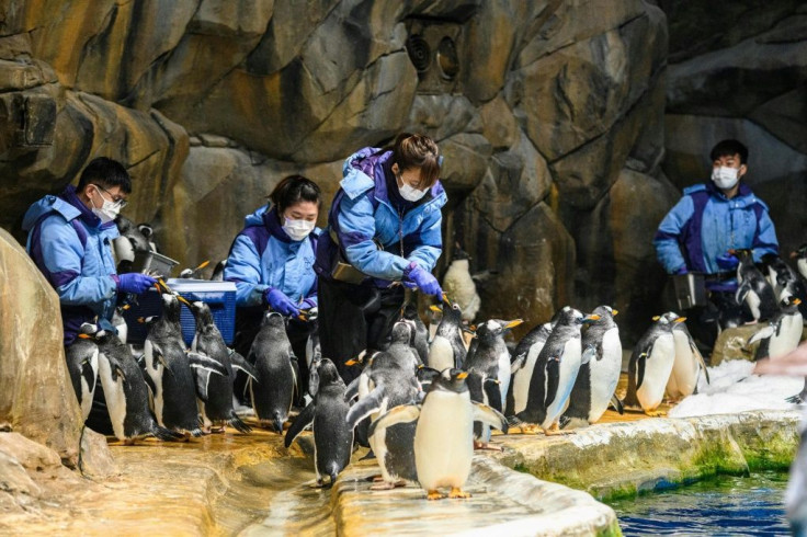 Ocean Park carers feed the penguins, conduct health checks like weighing the birds, and trimming their claws