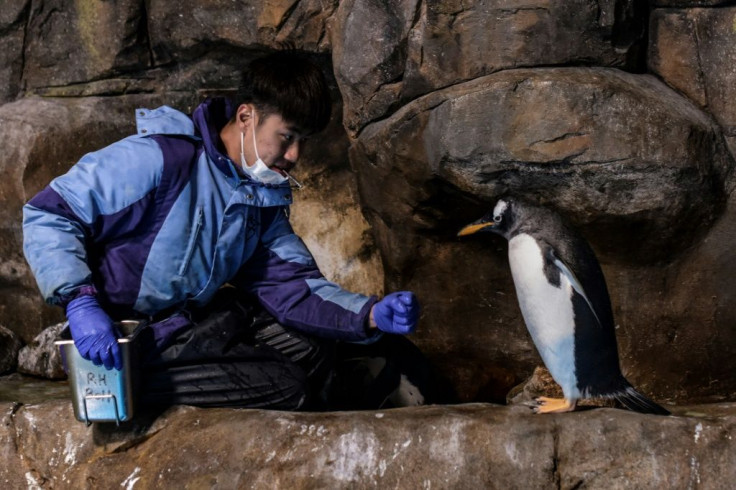 Penguin carers in Hong Kong have worked long shifts to keep the monochrome troupe healthy