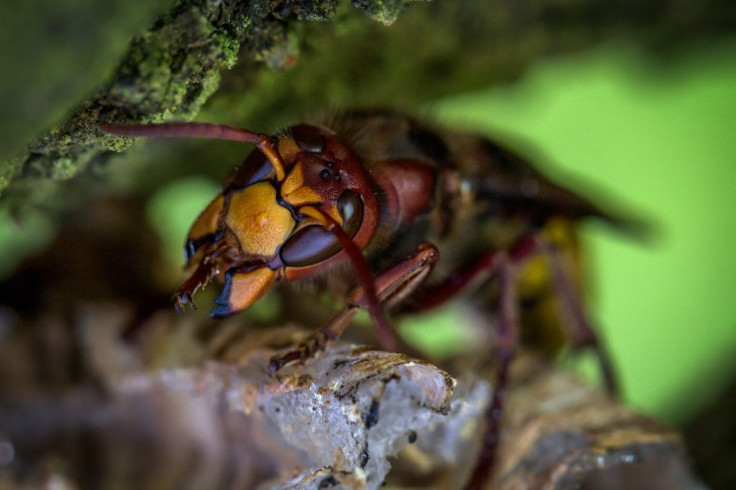 murder hornet may spread across the United States amid the coronavirus pandemic