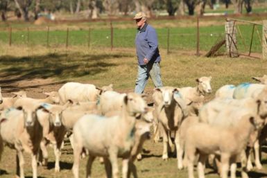 The fortunes of some Australian farmers have been boosted by steady beef and lamb prices, in part because herds have diminished