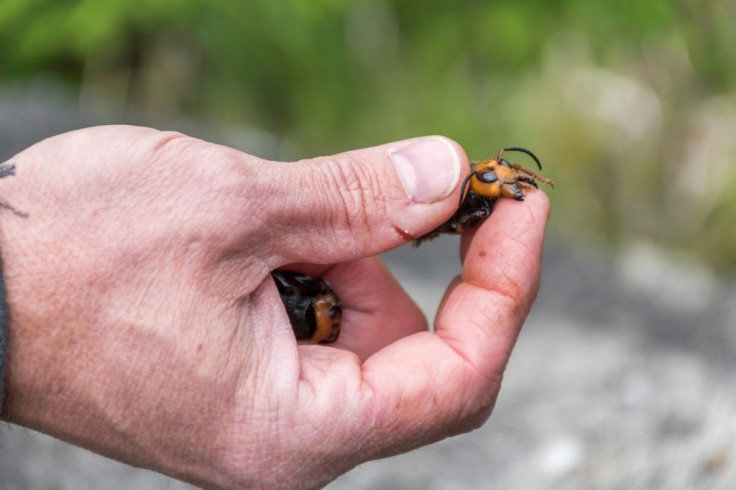 This handout photo from the Washington State Department of Agriculture shows a close-up of the  mandibles of an Asian giant hornet