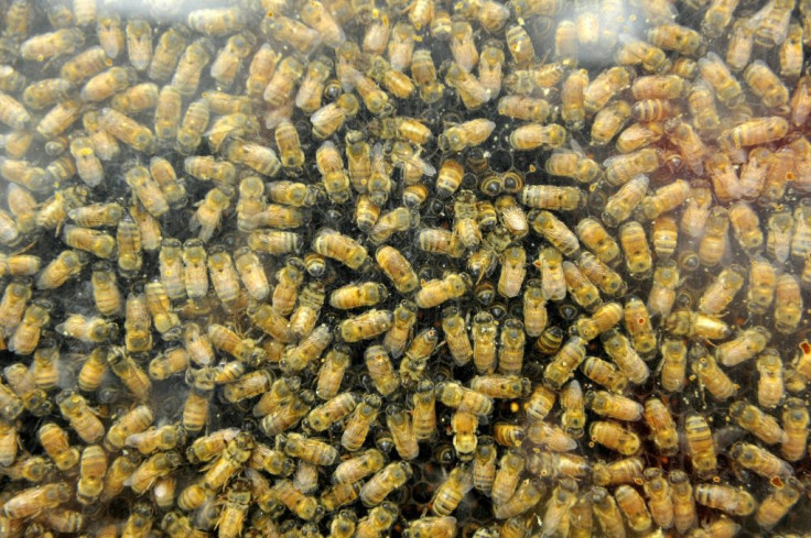 Hornets slaughter honeybees by literally biting their heads off