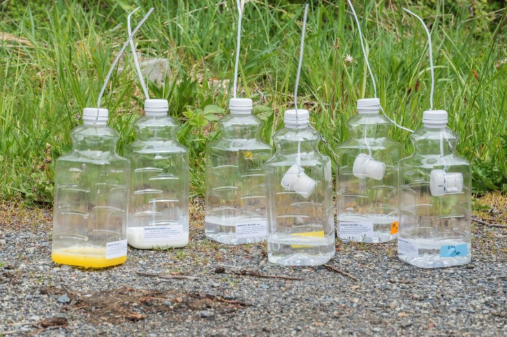 This handout photo from the Washington State Department of Agriculture shows bottle traps for the Asian giant hornet