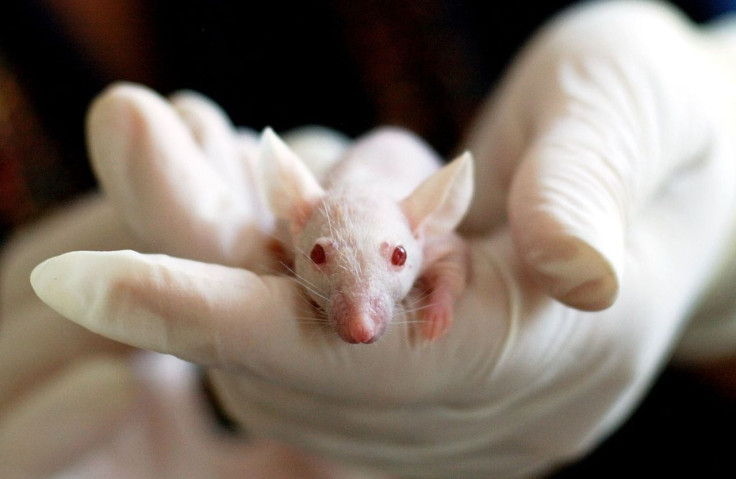 coronavirus update on vaccine reveals scientists discovered a vaccine grown in mice which could neutralize virus