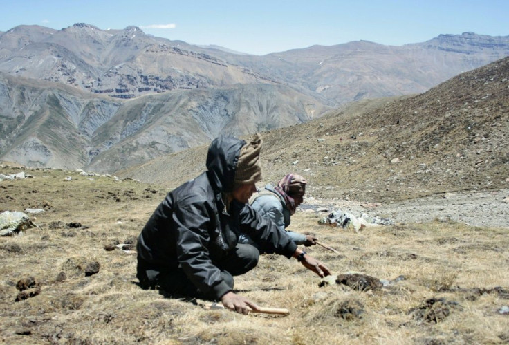 The Yarchagumba caterpillar fungus is found in Nepal's mountains, and is worth more than gold in China, where herbalists believe it boosts sexual performance