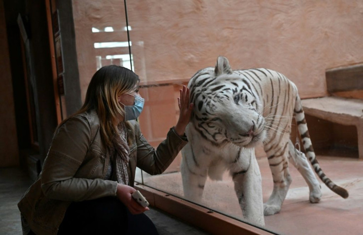 Animals like the Bengal tiger named Shere Khan have had to make do on leaner diets