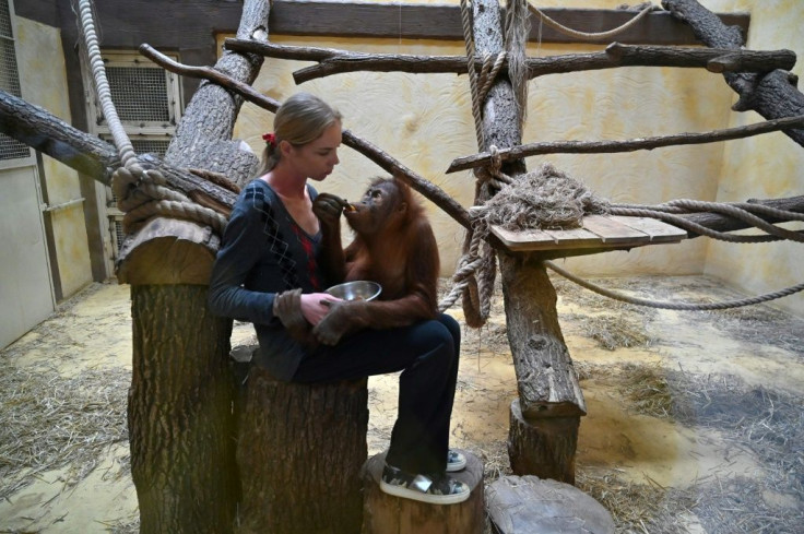At first the staff tried to avoid contact with monkeys, fearing they may get infected with coronavirus, but that proved too difficult