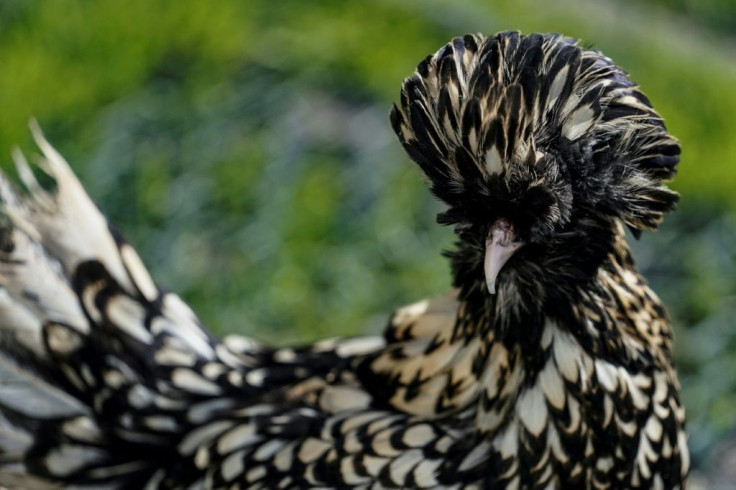 Some chickens are bought for the eggs and some for the pot while others are ornamental