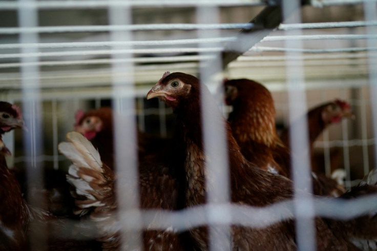 Sales of chickens in Belgium, most of which will end up in the cooking pot, have boomed during the cornonavirus isolation
