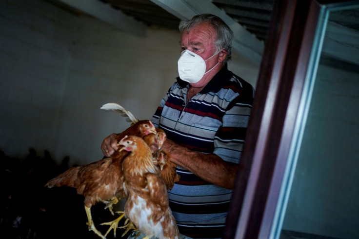 During isolation, the workers at the chicken breeding centre in Limal are forced to wear masks