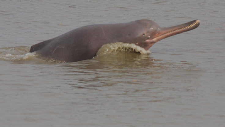 Ganges River Dolphin